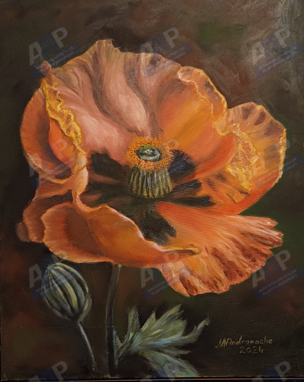 Andronache Mihaela
